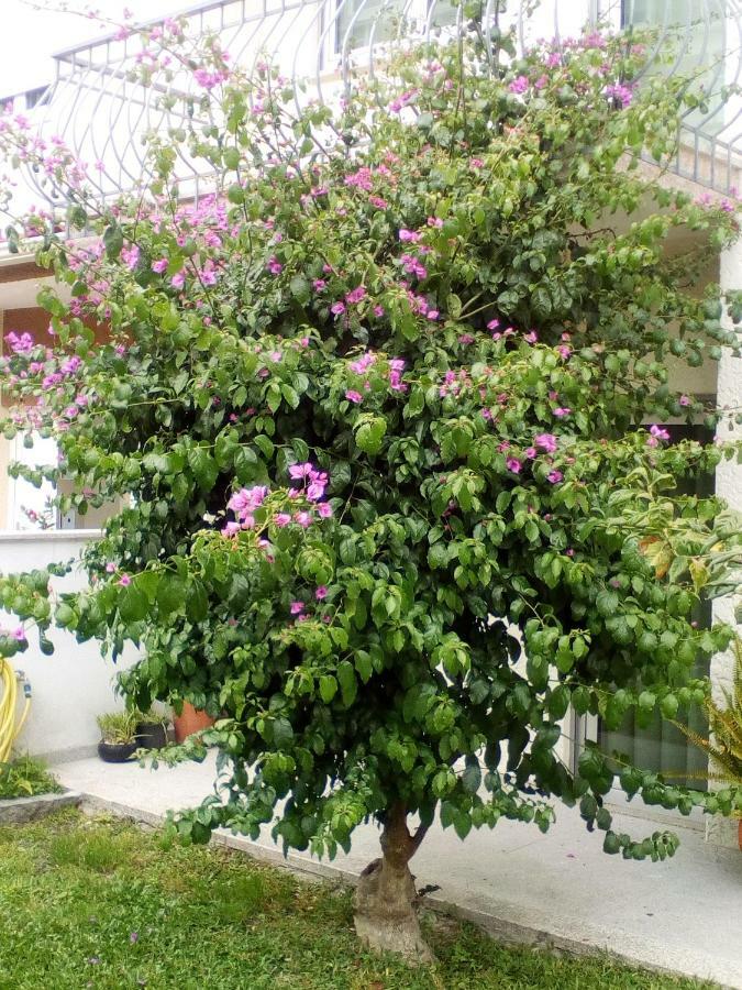 Home Sleep Home فافي المظهر الخارجي الصورة